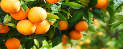 什么水果對皮膚好