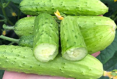 黃瓜汁祛痘效果好不好