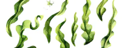 海藻牛奶面膜怎么調