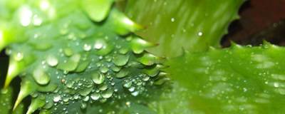 2040163811308 擦完蘆薈膠還可涂抹其它護膚品嗎