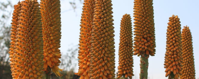 2040242211308 擦完蘆薈膠還可涂抹其它護膚品嗎