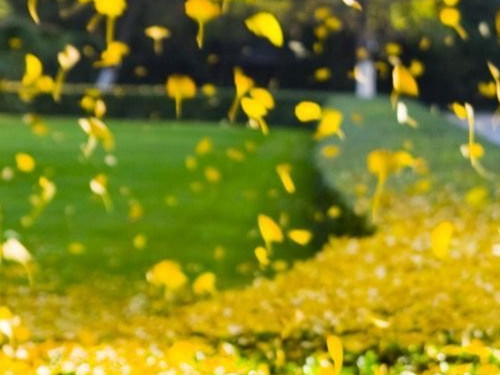 抗衰老的保健品